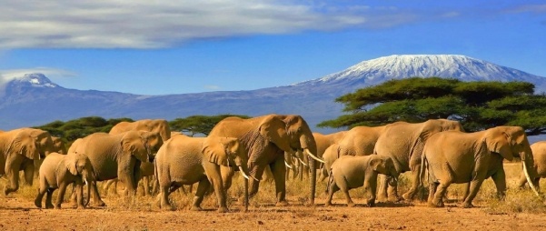 Szilveszteri szafari Kenyában