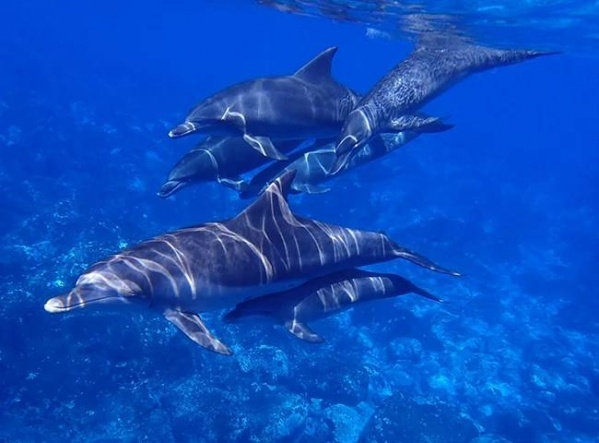 Tanzániai szafari és nyaralás Zanzibáron